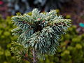 Picea engelmannii Talbot Laeue IMG_1540 Świerk Engelmanna